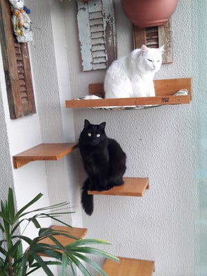 Prateleira para gato - degrau madeira rosinha (unidade)