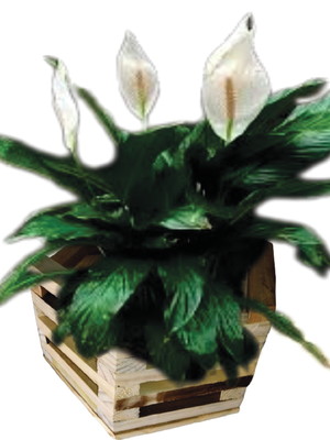 Cachepot de madeira pinus com arame)