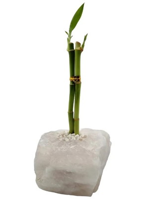 Bambu da sorte com vaso em pedra de quartzo rosa