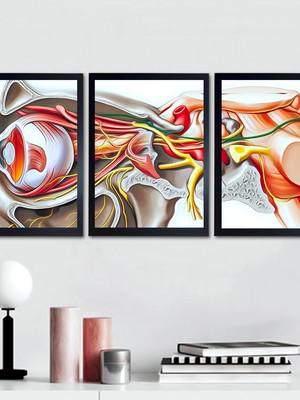 Quadros oftalmologia consultório ótica anatomia