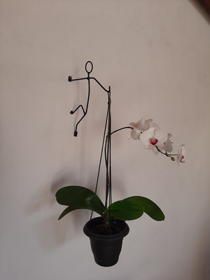 Suporte para planta escalador