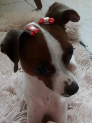 5 pares laço para cachorro de pelo curto