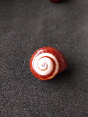 Lote 439 - caracol helicostyla rosyanna