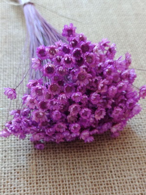 Flores secas -framboesa