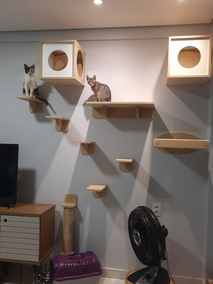 Circuito playground para gatos com rede