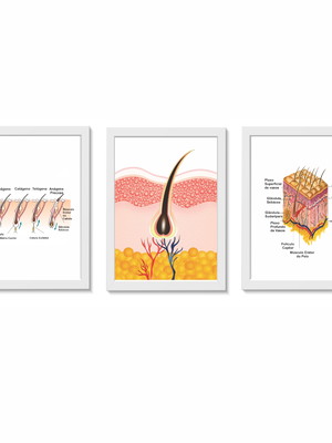 Kit 3 quadros decorativos anatomia do cabelo tricologia