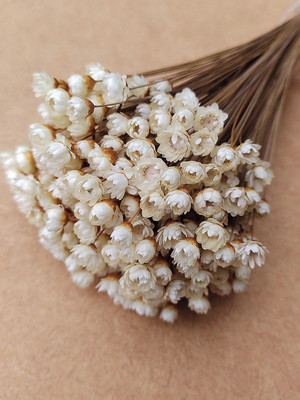 Flores secas - off white (maço com 250 florzinhas)