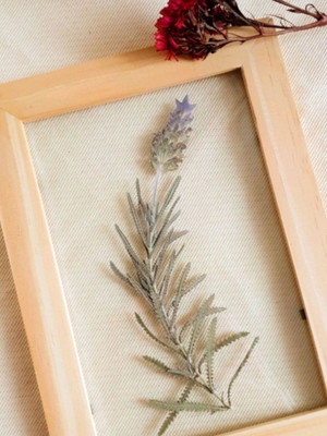 Quadro lavanda p. com planta desidratada