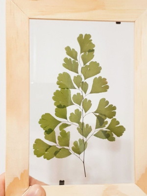 Quadro avenca p. com planta desidratada