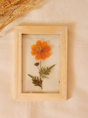 Quadro cosmos p. (flor desidratada)