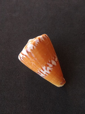 Lote 388 a - concha (conus capitaneus)