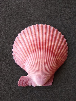Lote 300/11 - concha - pecten nobilis colored