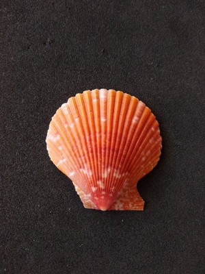 Lote 300/16 - concha - pecten nobilis colored