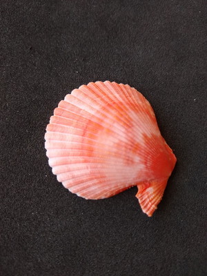 Lote 300/17 - concha - pecten nobilis colored