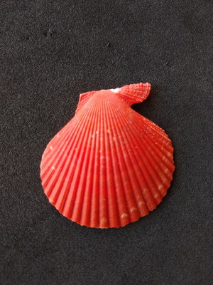 Lote 300/19 - concha - pecten nobilis colored