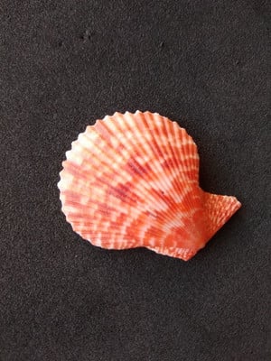 Lote 300/21 - concha - pecten nobilis colored