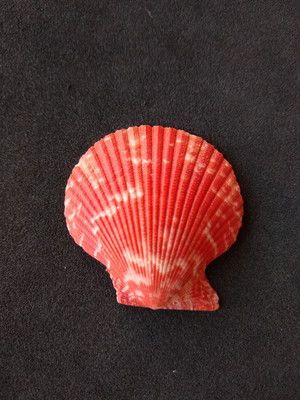 Lote 300/23 - concha - pecten nobilis colored