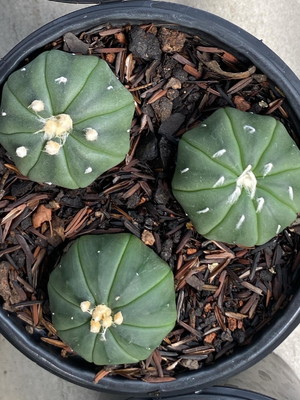 Kit astropytum asterias