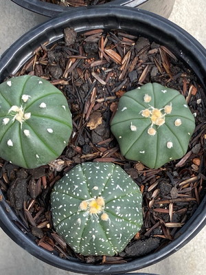 Kit astropytum asterias