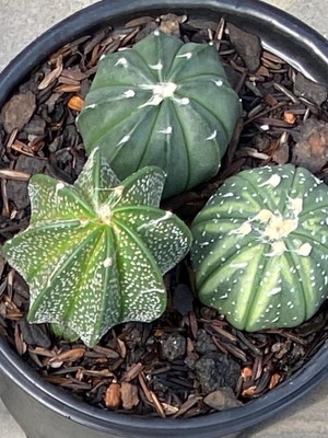 Kit astropytum asterias