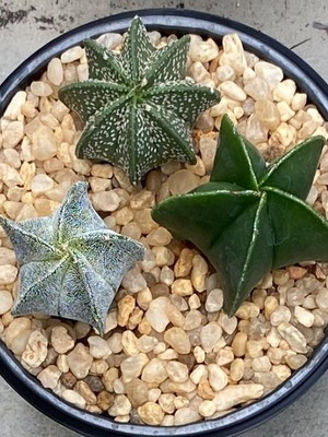 Kit astropytum