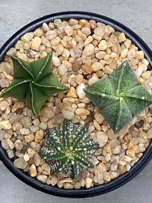 Kit astropytum