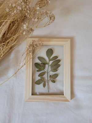 Quadro arruda p. (flor desidratada)