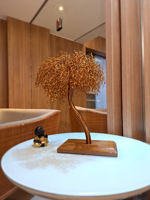 Bonsai salgueiro