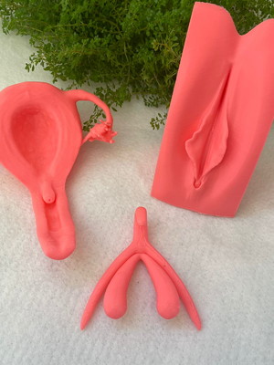Kit anatomia útero, vulva e clitóris