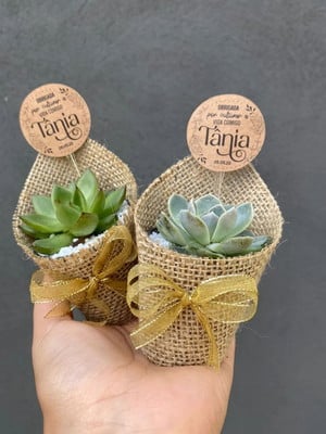 Embalagem para suculenta pote 6 + tag personalizada