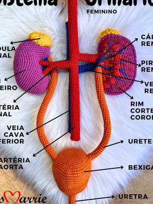 Sistema urinário (receita, como fazer)