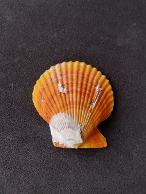 Lote 300/27.3 - concha - pecten nobilis colored