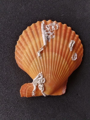 Lote 300/27.4 - concha - pecten nobilis colored