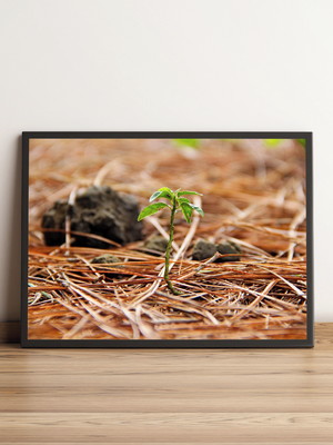 Quadro pequena planta verde 54