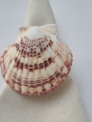 Porta guardanapo concha shell natural