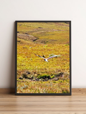Quadro pássaro voando em pasto verde 328