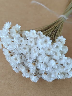 Flores secas - natural (maço com 250 florzinhas)