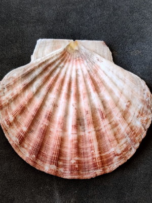 Lote 395 a - concha shell (pecten jacobaeus)