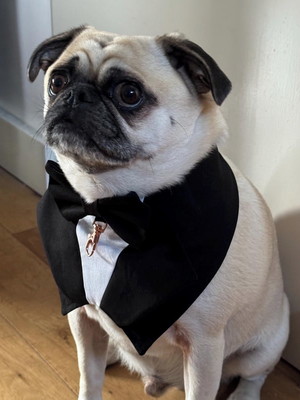 Bandana camisa com gancho porta alianças g - pet wedding
