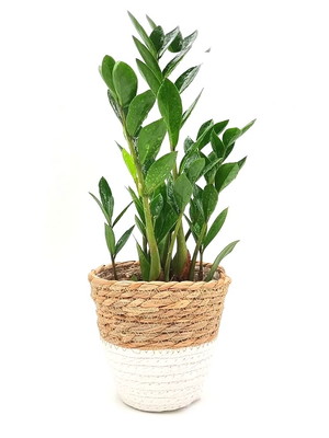 Cachepot palha com planta zamioculca (planta da fortuna)