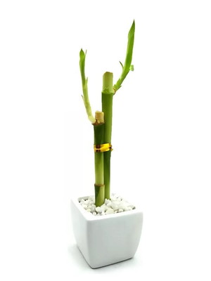 Vaso quadrado branco com bambu da sorte, lucky bamboo