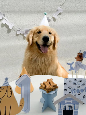 Pet birthday - festinha na caixa para o seu filho de 4 patas