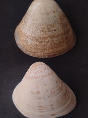 Lote 066 a - concha tivela ventricosa