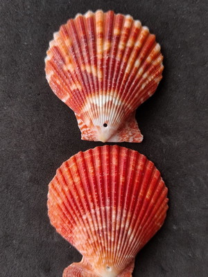 Lote 121 c1- concha - pecten nobilis colored