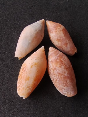 Lote 128 e - plicoliva zelindae