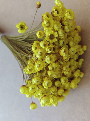 Flores secas - amarelo (maço com 250 florzinhas)