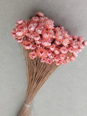 Flores secas - salmão