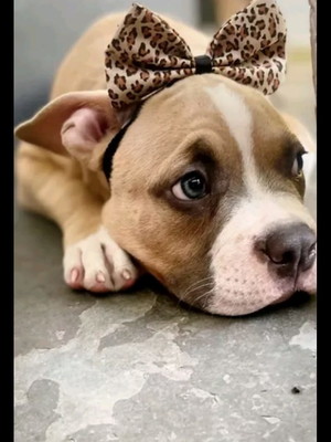 Laço pet grande com elástico ajustável p/ cães de pêlo curto