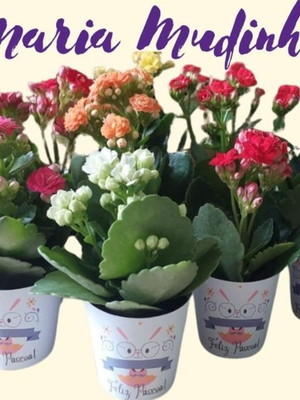 Lembrancinha mini-kalanchoe cores variadas - pote 6