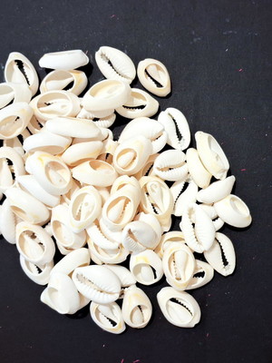Lote com 50 peças de búzios cortados natural